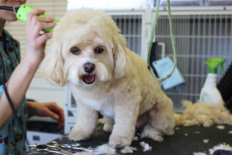 veterinaire-TOURRETTES SUR LOUP-min_white_dog_grooming_pet_pet_grooming_salon_groomer_fur-678977